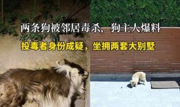 叶枫爆料边牧视频播放大全,边牧视频播放大全精彩瞬间