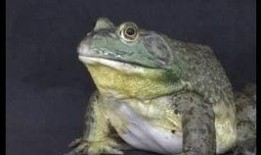 牛蛙饲养爆料视频播放大全,揭秘热门爆料视频播放大全